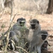 1d Hluhluwe wild park_blouaap familie