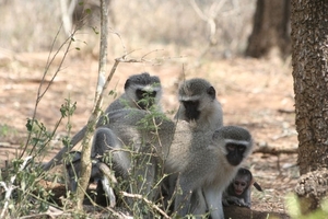 1d Hluhluwe wild park_blouaap familie