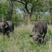 1d Hluhluwe wild park_buffels