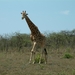 1d Hluhluwe wild park_giraffe 4