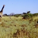 1d Hluhluwe wild park_giraffe 7