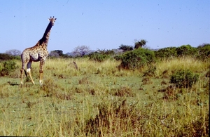 1d Hluhluwe wild park_giraffe 7