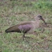 1d Hluhluwe wild park_hadedah ibis