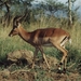 1d Hluhluwe wild park_impala 2