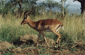 1d Hluhluwe wild park_impala 2