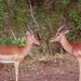 1d Hluhluwe wild park_impala's