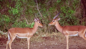 1d Hluhluwe wild park_impala's