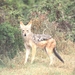 1d Hluhluwe wild park_jakhals