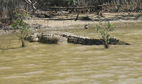 1d Hluhluwe wild park_krokodil