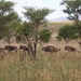 1d Hluhluwe wild park_kudde gnoes of wildebeest