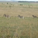 1d Hluhluwe wild park_kudde zebra's