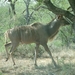 1d Hluhluwe wild park_kudu