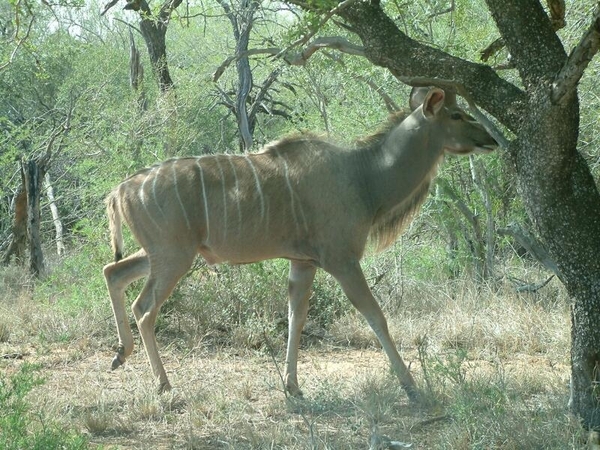 1d Hluhluwe wild park_kudu