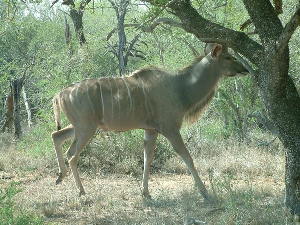 1d Hluhluwe wild park_kudu