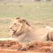 1d Hluhluwe wild park_leeuw