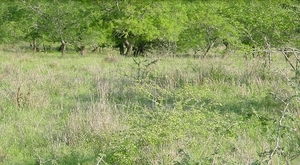 1d Hluhluwe wild park_luipaard