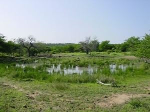 1d Hluhluwe wild park_moerasje