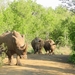 1d Hluhluwe wild park_neushoorn 3