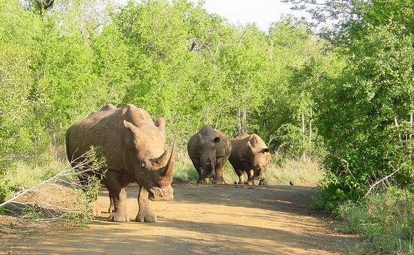 1d Hluhluwe wild park_neushoorn 3