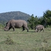 1d Hluhluwe wild park_neushoorn 4