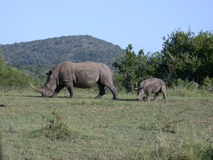 1d Hluhluwe wild park_neushoorn 4