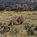 1d Hluhluwe wild park_neushoorns, impala's en wildebeest