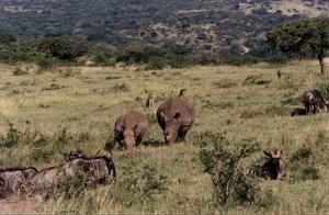 1d Hluhluwe wild park_neushoorns, impala's en wildebeest