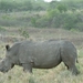 1d Hluhluwe wild park_neushoorn_witte