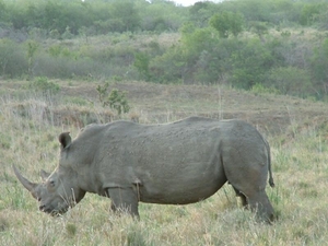 1d Hluhluwe wild park_neushoorn_witte