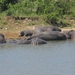 1d Hluhluwe wild park_nijlpaarden