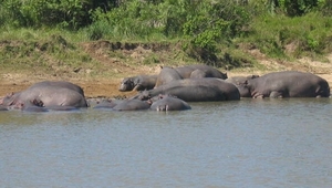 1d Hluhluwe wild park_nijlpaarden