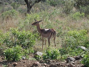 1d Hluhluwe wild park_nyala 3