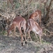 1d Hluhluwe wild park_nyala's 4