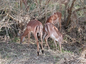 1d Hluhluwe wild park_nyala's 4