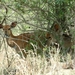 1d Hluhluwe wild park_nyala