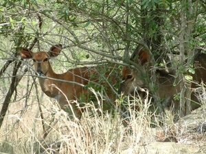 1d Hluhluwe wild park_nyala