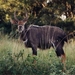 1d Hluhluwe wild park_nyala_bok