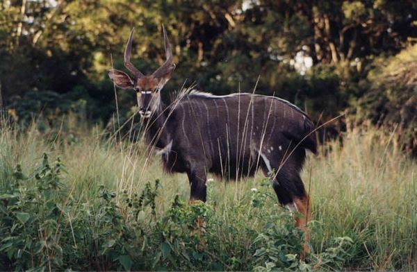 1d Hluhluwe wild park_nyala_bok