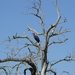 1d Hluhluwe wild park_rarvogel