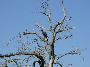 1d Hluhluwe wild park_rarvogel