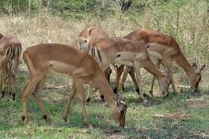 1d Hluhluwe wild park_rooibokkies