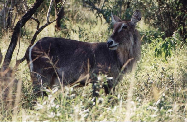 1d Hluhluwe wild park_waterbok