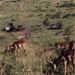 1d Hluhluwe wild park_wildebeest en impala's