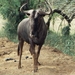 1d Hluhluwe wild park_wildebeest of gnoe