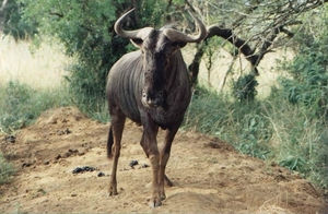 1d Hluhluwe wild park_wildebeest of gnoe