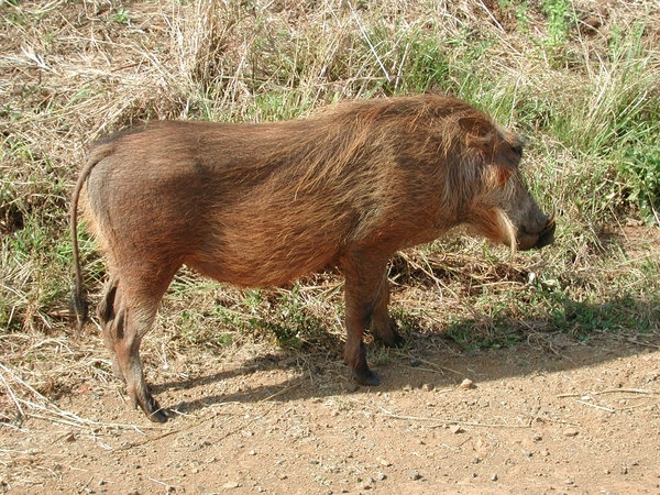 1d Hluhluwe wild park_wrattenzwijn 5