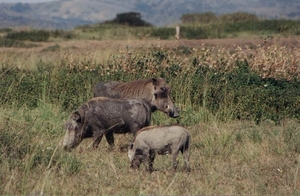 1d Hluhluwe wild park_wrattenzwijnen