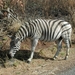 1d Hluhluwe wild park_zebra 2