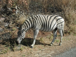 1d Hluhluwe wild park_zebra 2