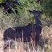 3 Kruger National Park_antilope 2